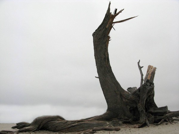 tree roots